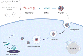 Graphical abstract: Synthesis and application of spermine-based amphiphilic poly(β-amino ester)s for siRNA delivery