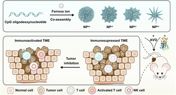 Graphical abstract: Regulating the surface topography of CpG nanoadjuvants via coordination-driven self-assembly for enhanced tumor immunotherapy