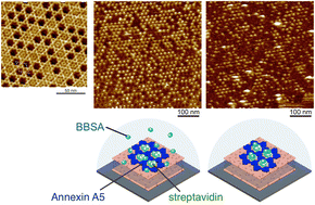 Graphical abstract: Protein nanoarrays using the annexin A5 two-dimensional crystal on supported lipid bilayers