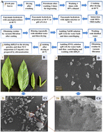 Graphical abstract: Dual roles of nanocrystalline cellulose extracted from jute (Corchorus olitorius L.) leaves in resisting antibiotics and protecting probiotics