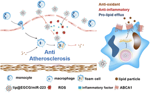 Graphical abstract: Multifunctional liposomes Co-encapsulating epigallocatechin-3-gallate (EGCG) and miRNA for atherosclerosis lesion elimination