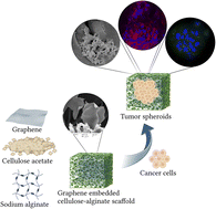 Graphical abstract: Fabricating a low-temperature synthesized graphene-cellulose acetate-sodium alginate scaffold for the generation of ovarian cancer spheriod and its drug assessment