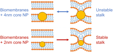 Graphical abstract: Nanoparticle-induced biomembrane fusion: unraveling the effect of core size on stalk formation