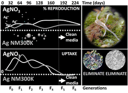 Graphical abstract: Multigenerational exposure of Ag materials (nano and salt) in soil – environmental hazards in Enchytraeus crypticus (Oligochaeta)