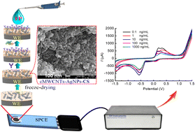Graphical abstract: An electrochemical immunosensor based on a carboxylated multiwalled carbon nanotube-silver nanoparticle-chitosan functional layer for the detection of fipronil