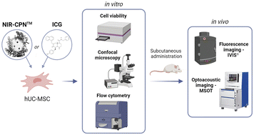 Graphical abstract: Near infrared conjugated polymer nanoparticles (CPN™) for tracking cells using fluorescence and optoacoustic imaging