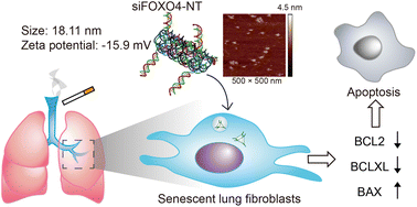 Graphical abstract: DNA nanoparticles targeting FOXO4 selectively eliminate cigarette smoke-induced senescent lung fibroblasts