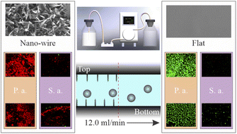 Graphical abstract: Preferential adhesion of bacterial cells onto top- and bottom-mounted nanostructured surfaces under flow conditions