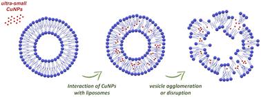 Graphical abstract: Analytical probing of membranotropic effects of antimicrobial copper nanoparticles on lipid vesicles as membrane models