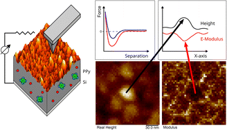 Graphical abstract: Mapping the nanoscale elastic property modulations of polypyrrole thin films in liquid electrolyte with EC-AFM