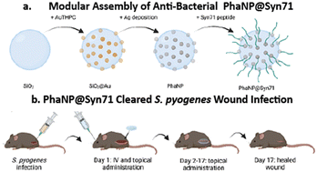 Graphical abstract: Antimicrobial peptide-conjugated phage-mimicking nanoparticles exhibit potent bactericidal action against Streptococcus pyogenes in murine wound infection models