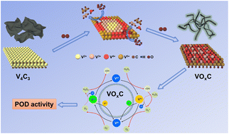 Graphical abstract: Oxidation engineering triggered peroxidase-like activity of VOxC for detection of dopamine and glutathione