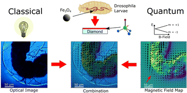 Graphical abstract: Nitrogen-vacancy center magnetic imaging of Fe3O4 nanoparticles inside the gastrointestinal tract of Drosophila melanogaster