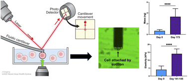 Graphical abstract: Characterizing induced pluripotent stem cells and derived cardiomyocytes: insights from nano scale mass measurements and mechanical properties