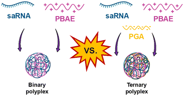 Graphical abstract: Charge neutralized poly(β-amino ester) polyplex nanoparticles for delivery of self-amplifying RNA