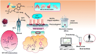 Graphical abstract: An ALP enzyme-based electrochemical biosensor coated with signal-amplifying BaTiO3 nanoparticles for the detection of an antiviral drug in human blood serum