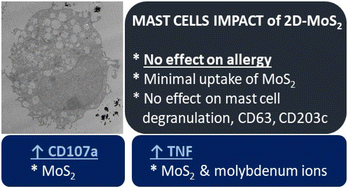 Graphical abstract: Cytotoxicity assessment of exfoliated MoS2 using primary human mast cells and the progenitor cell-derived mast cell line LAD2