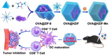 Graphical abstract: Hollow metal–organic framework-based, stimulator of interferon genes pathway-activating nanovaccines for tumor immunotherapy