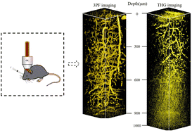 Graphical abstract: Comparison of the penetration depth in mouse brain in vivo through 3PF imaging using AIE nanoparticle labeling and THG imaging within the 1700 nm window