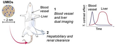 Graphical abstract: Ultrasmall Mn-doped iron oxide nanoparticles with dual hepatobiliary and renal clearances for T1 MR liver imaging