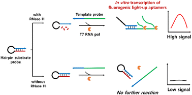 Graphical abstract: An ultrasensitive label-free RNase H assay based on in vitro transcription of fluorogenic light-up aptamer