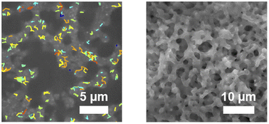 Graphical abstract: Nano-particle motion in a monolithic silica column using the single-particle tracking method