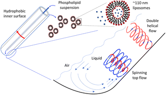 Graphical abstract: Vortex fluidic regulated phospholipid equilibria involving liposomes down to sub-micelle size assemblies