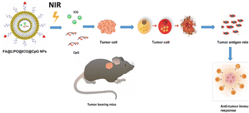 Graphical abstract: Targeted nanotherapy platform mediated tumor-infiltrating CD8+ T cell immune function effects for collaborative anti-tumor photothermal immunotherapy for cervical cancer