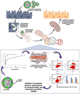 Graphical abstract: In vitro profiling and molecular dynamics simulation studies of berberine loaded MCM-41 mesoporous silica nanoparticles to prevent neuronal apoptosis