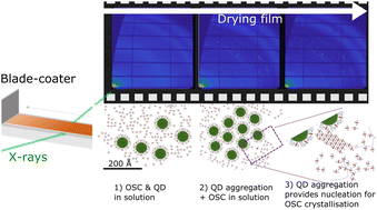 Graphical abstract: Insights into the kinetics and self-assembly order of small-molecule organic semiconductor/quantum dot blends during blade coating