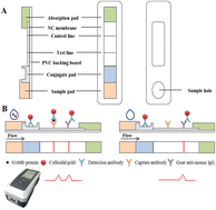 Graphical abstract: Colloidal gold-based immunochromatographic biosensor for quantitative detection of S100B in serum samples