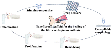 Graphical abstract: Nanofibrous scaffolds for the healing of the fibrocartilaginous enthesis: advances and prospects