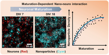 Graphical abstract: Neuronal maturation-dependent nano–neuro interaction and modulation
