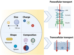Graphical abstract: Enhancing paracellular and transcellular permeability using nanotechnological approaches for the treatment of brain and retinal diseases
