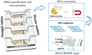 Graphical abstract: Pneumatic nano-sieve for CRISPR-based detection of drug-resistant bacteria