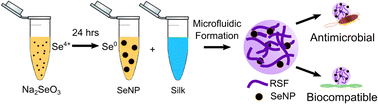 Graphical abstract: Selenium-silk microgels as antifungal and antibacterial agents