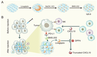 Graphical abstract: Hydrogel-mediated tumor T cell infiltration and immune evasion to reinforce cancer immunotherapy
