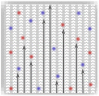 Graphical abstract: Tailoring giant quantum transport anisotropy in nanoporous graphenes under electrostatic disorder