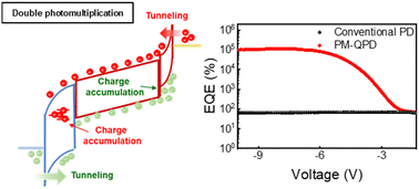 Graphical abstract: An ultra-sensitive colloidal quantum dot infrared photodiode exceeding 100 000% external quantum efficiency via photomultiplication