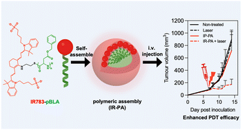 Graphical abstract: Nanoassemblies of heptamethine cyanine dye-initiated poly(amino acid) enhance ROS generation for effective antitumour phototherapy