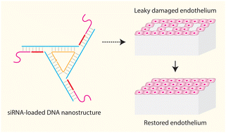 Graphical abstract: siRNA-loaded DNA nanostructures restore endothelial leakiness