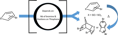 Graphical abstract: Dimerization reactions with oxidized brominated thiophenes