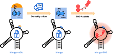 Graphical abstract: A far red emissive RNA aptamer–fluorophore system for demethylase FTO detection: design and optimization