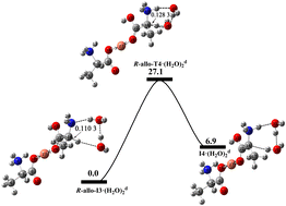 Graphical abstract: Theoretical investigations on the chiral transition of Cu(ii) chelated by bis-α-alanine in the aqueous-liquid phase