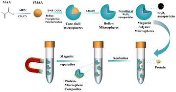 Graphical abstract: Fabrication of magnetic Fe3O4@P(DVB-co-MAA) microspheres using hollow microspheres as templates for protein separation