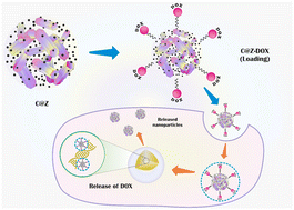 Graphical abstract: Mesoporous carbon encapsulated zinc oxide nanorods derived from plant species ‘Argyreia sharadchandrajii’ for live cell imaging of drug delivery and multimodal bioactivities
