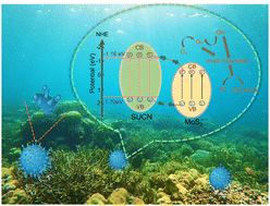 Graphical abstract: Regulating the interfacial charge separation between MoS2 QDs and sea-urchin graphitic carbon nitride for deep photodegradation of tetracycline under visible light