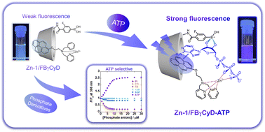 Graphical abstract: Selective ATP recognition by boronic acid-appended cyclodextrin and a fluorescent probe supramolecular complex in water
