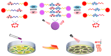 Graphical abstract: pH-Induced reversible self-assembly of gold nanoparticles functionalized with self-complementary zwitterionic peptides for near-infrared photothermal antibacterial treatment