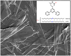 Graphical abstract: Influence of conformation isomers in alkyl chains on Ag(i)-coordinated supramolecular architectures